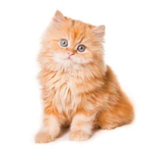 Red Persian Kitten
