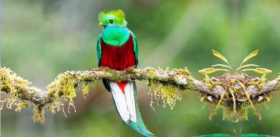 5 Most Beautiful Parrots in the World