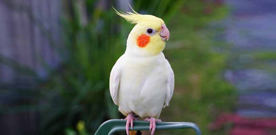 Cockatiels Parrot price in pakistan