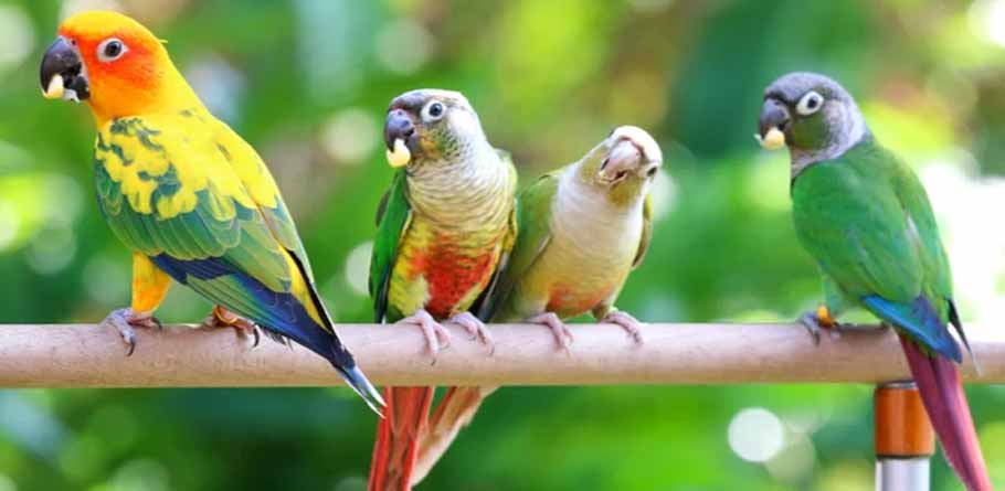 Conures Parrot price in pakistan