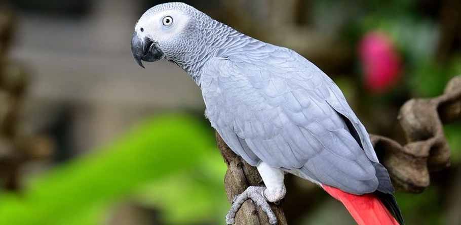 Grey parrot price in pakistan