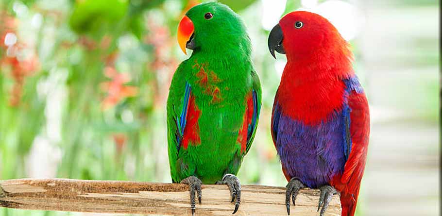 eclectus parrot price in pakistan
