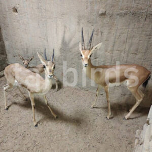 Chinkara Deer