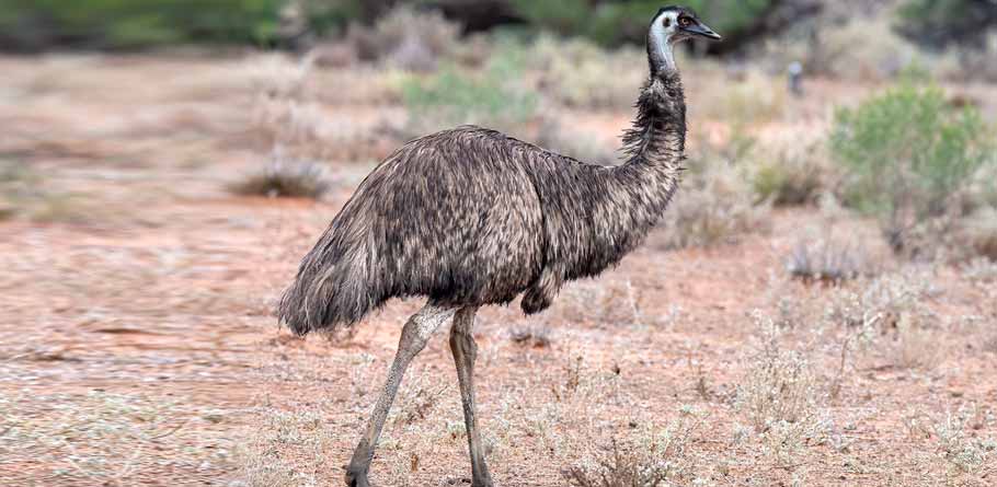 emu vs ostrich size