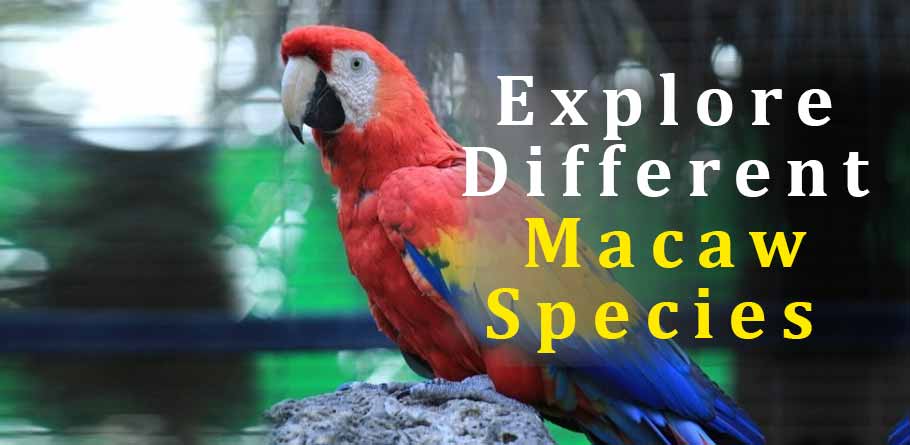 Macaw parrot price in pakistan