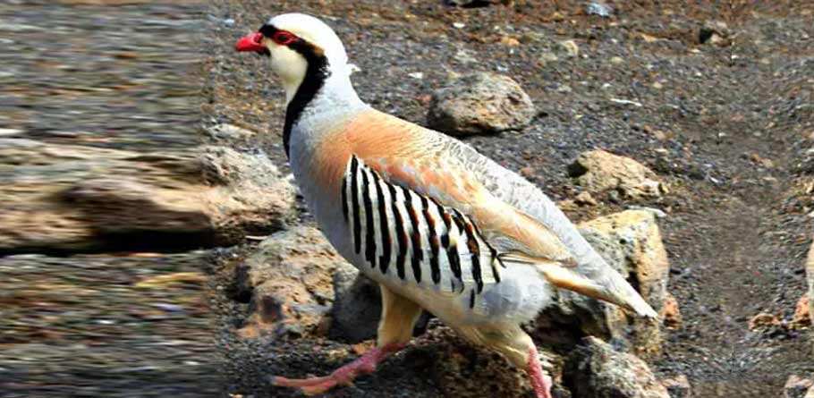 National bird of pakistan