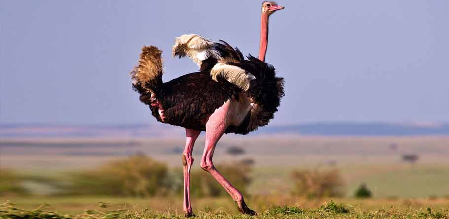 Ostrich Physical Characteristics