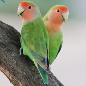 Peach Face Lovebird
