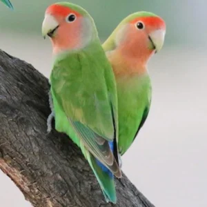 Peach Face Lovebird