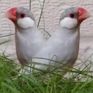 java finch for sale