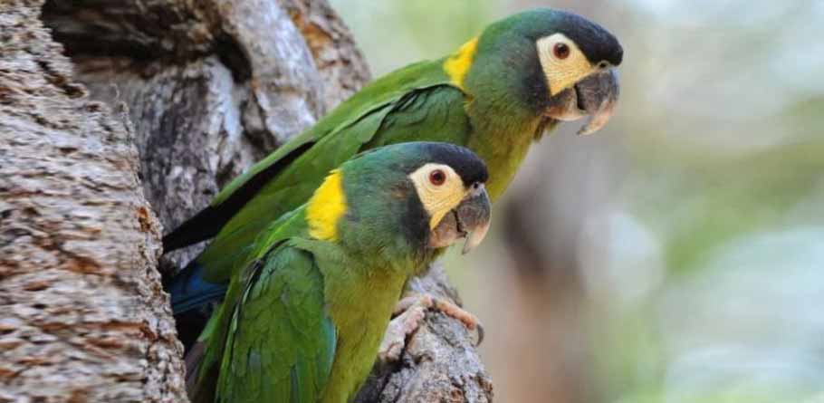 Yellow-Collared Macaw