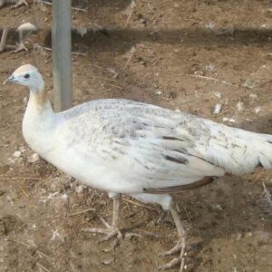 black shoulder peacock