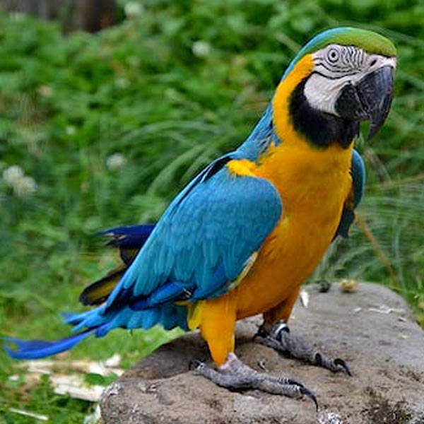 macaw parrot for sale