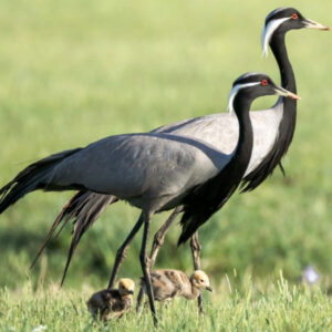 demoiselle crane