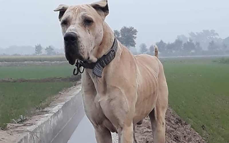 Aseel Mastiff Dog Breeds in Pakistan