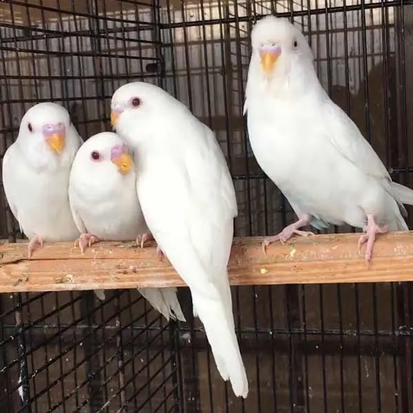 Australian Budgies Red Eyes