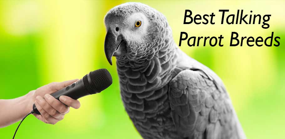 Best talking parrot breeds