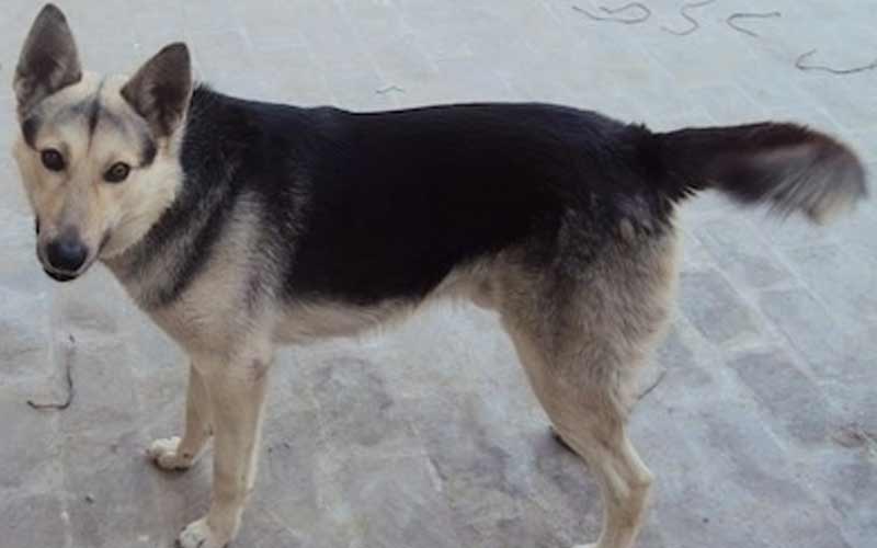 Bhagyari Kutta Dog Breeds in Pakistan