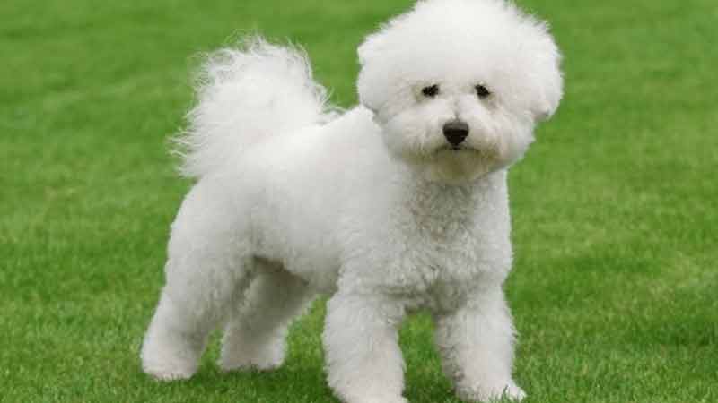 Bichon Frise Price