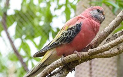 20 Cheapest Pet Birds - Pocket Friendly Options (With Pictures) 2026 ...