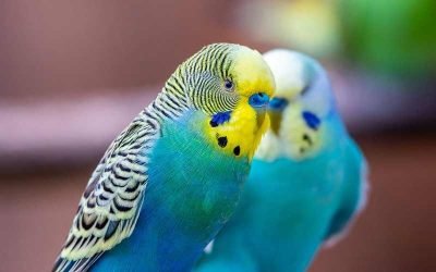 20 Cheapest Pet Birds - Pocket Friendly Options (With Pictures) 2026 ...