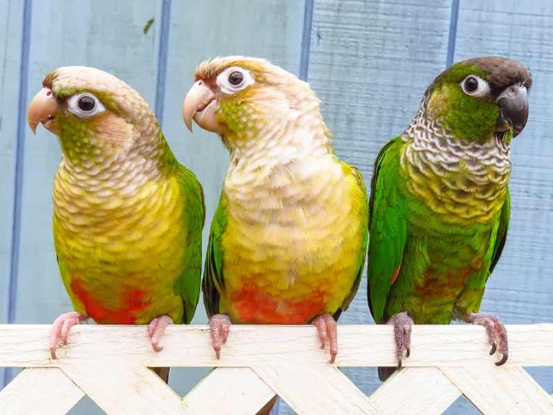 Conures parrot