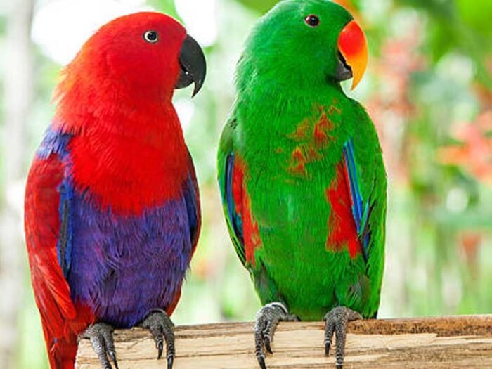 20 Types of Parrots to Keep as Pets with Pictures (2026) - Taj Birds