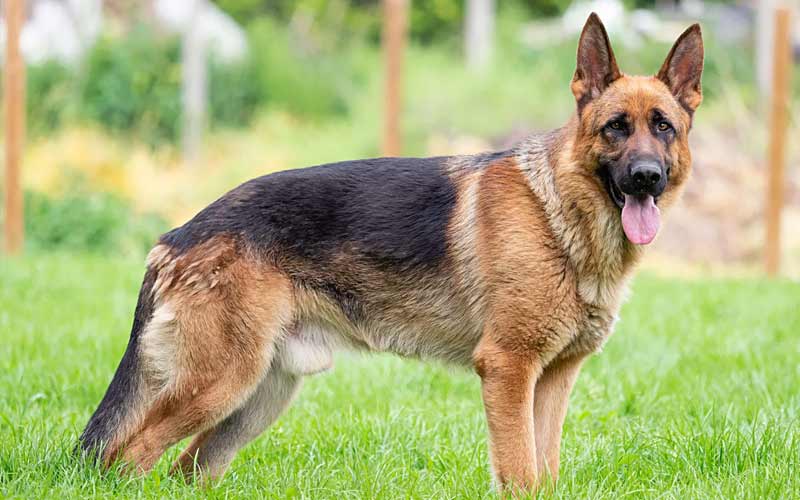 German Shepherd Dog Breeds in Pakistan