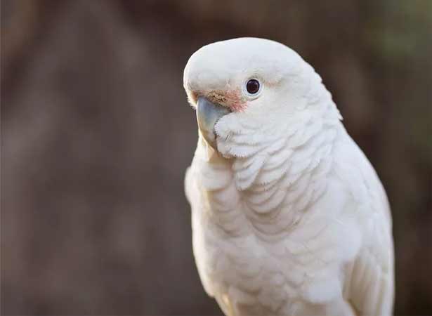 Goffin's Cockatoo price