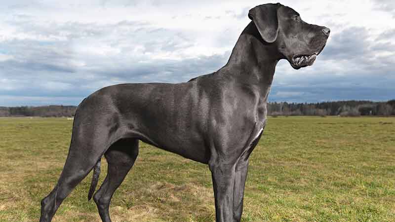 Great Dane Price