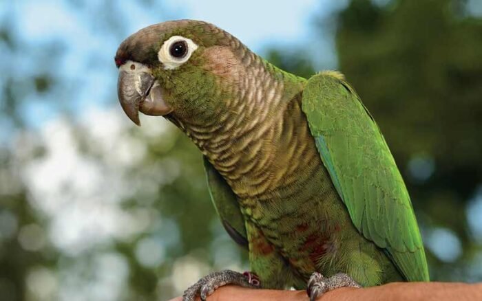 20 Cheapest Pet Birds - Pocket Friendly Options (With Pictures) 2026 ...
