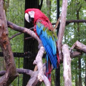 Green Wing Macaw