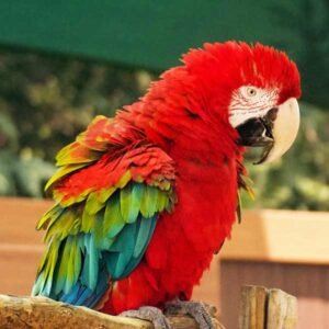 Picture of Image result for Parrot enclosure with wheels