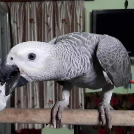 Grey Parrot Price in Pakistan