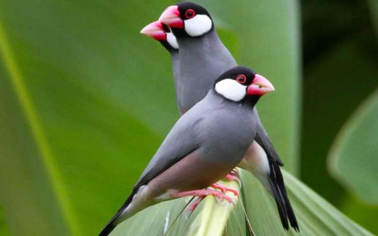 20 Cheapest Pet Birds - Pocket Friendly Options (With Pictures) 2026 ...