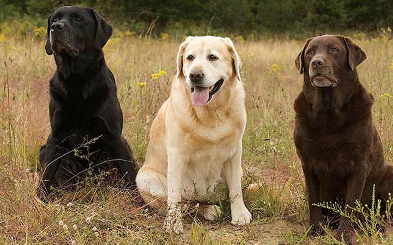 Labrador Retriever Dog Breeds in Pakistan