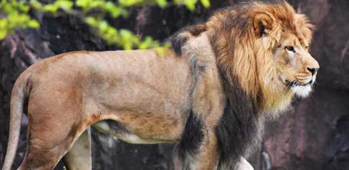 Lion Price in Pakistan | Lion Cost to buy in Pakistan 2024- Taj Birds