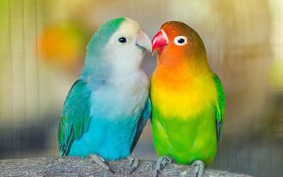 20 Cheapest Pet Birds - Pocket Friendly Options (With Pictures) 2026 ...