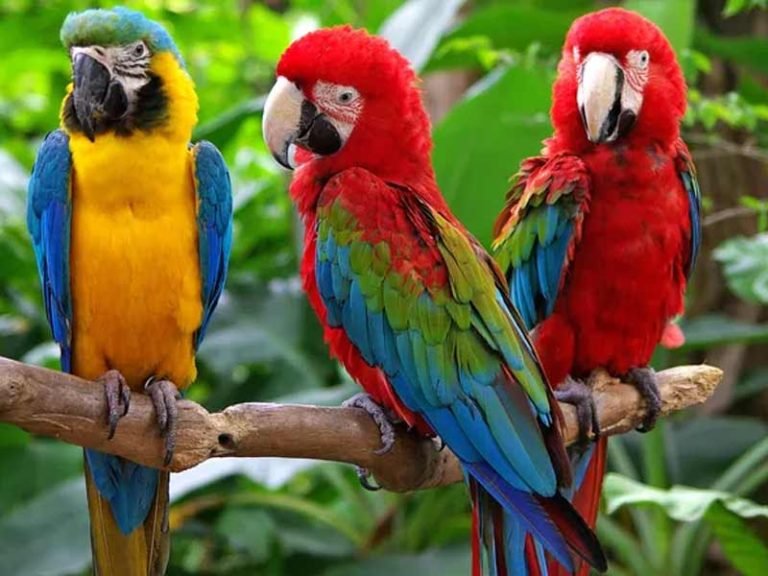 20 Types of Parrots to Keep as Pets with Pictures (2026) - Taj Birds