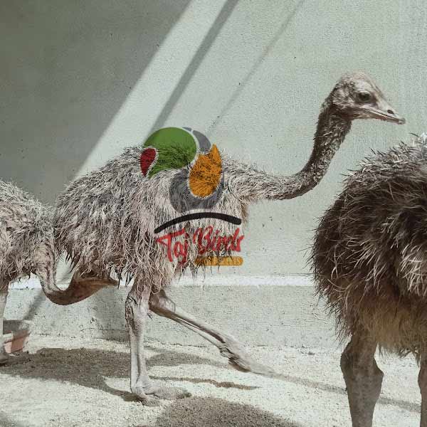 Ostrich Chick Price in Pakistan