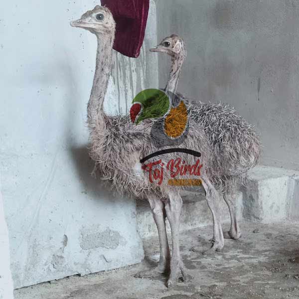 Ostrich Price in Pakistan