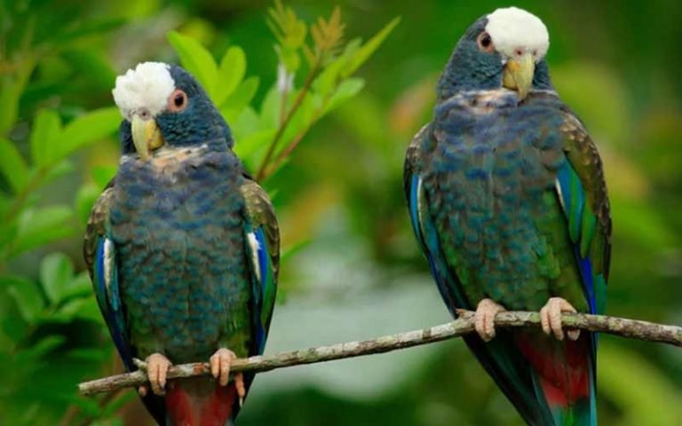 20 Cheapest Pet Birds - Pocket Friendly Options (With Pictures) 2026 ...
