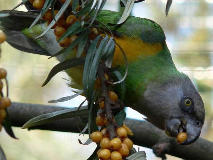 20 Types of Parrots to Keep as Pets with Pictures (2026) - Taj Birds