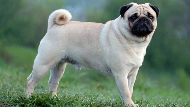 Pug Price