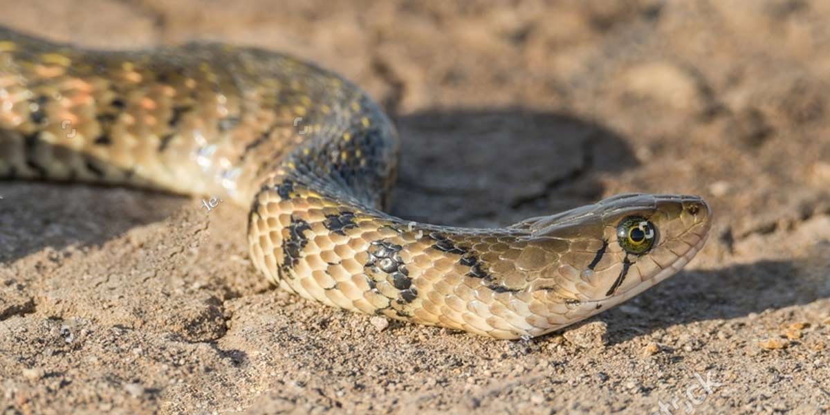 Punjab Keelback snake in pakistan