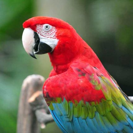 Red Macaw Price in Pakistan