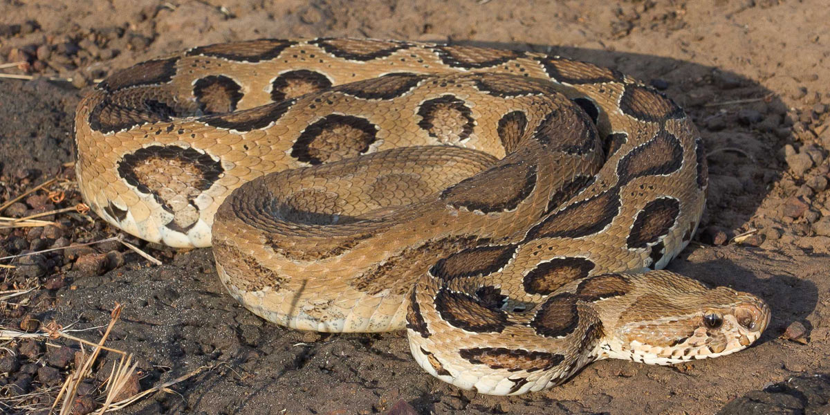 Russell's Viper snake in pakistan