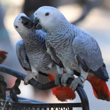 Self Feed Grey Parrot Price in Pakistan