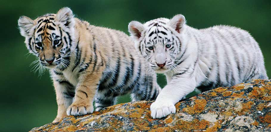 Tiger cub price