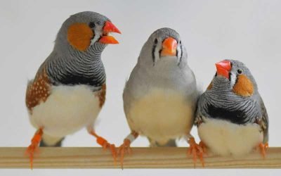 20 Cheapest Pet Birds - Pocket Friendly Options (With Pictures) 2026 ...